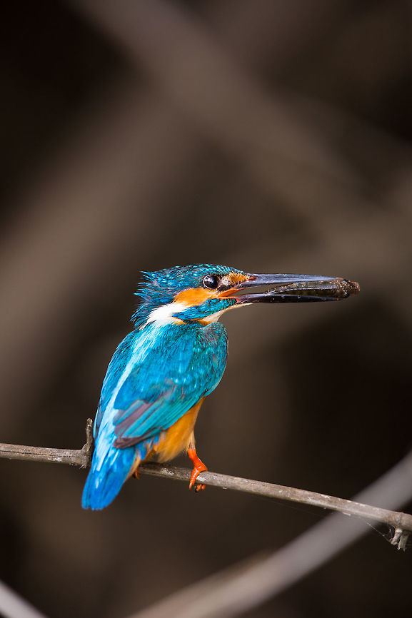 Common kingfisher (male) enjoy its spoils I have never managed to get this close to one of these guys, but this one stayed sat for me as I edged closer and closer, until i was just 2-3m away....  Fantastic...  an un-cropped shot! :) 2015,5D mkIII,Alcedo atthis,April2015competition,Common Kingfisher,Geotagged,India,Karnataka,Ranganthittu Bird Sanctuary,Sanctuary,Spring,adhocphotographer,asia,copyright