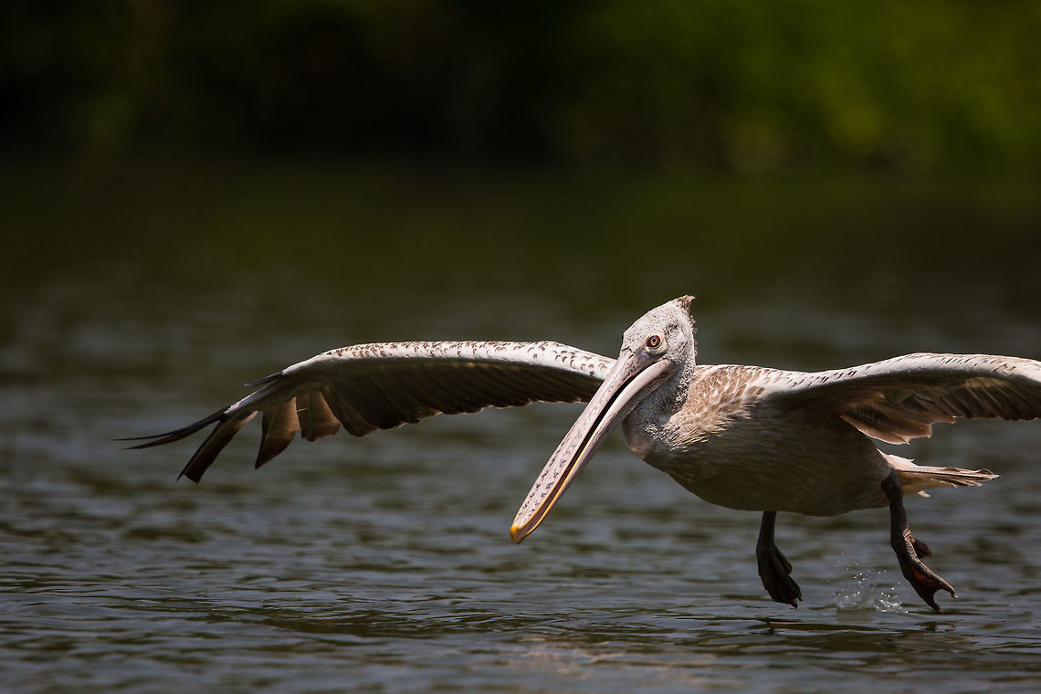 Ground effect... or why birds skim across the water surface. The ground speed effect is when the the wing of bird (or plane or anything) is so close to the ground that the wingtip vortices are perturbed resulting in less drag and more lift. In short it is significantly more efficient. As such, it is not surprising that some birds fly close to the water when going up-wind significantly more than down-wind (Finn et al. 2012, Journal of Field Ornithology). It is also interesting to note the same "study indicates that several species exploit both wind shear and ground effect to minimize energy expenditure during commuting and foraging, but that others do not, because of either complexity of habitat morphology or the demands of their foraging ecology."<br />
<br />
So next time you want to take a pic of a bird skimming the water... find out the wind direction, place yourself accordingly and hope your subject obeys this rule! :) 2015,5D mkIII,April2015competition,Geotagged,India,Karnataka,Pelecanus philippensis,Ranganthittu Bird Sanctuary,Sanctuary,Spot-billed pelican,Spring,adhocphotographer,asia,john rowell