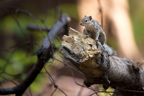 Let me introduce Alfred! I am lucky enough to be surrounded by all sorts of wildlife at work, but this guy is a favourite of mine. I see him/her (i have no idea) so often I named him/her Alfred... :) 365,365 project 2015,Funambulus palmarum,Geotagged,India,Indian palm squirrel,Spring,adhocphotographer,anotherphotoanotherday,john rowell