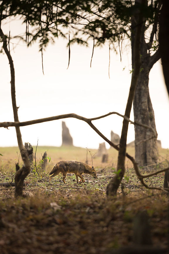 A morning stretch I find more often then not, spotting wildlife is like waiting for a bus...  you wait for a long time then you get several all at once! Well, these Jackals are the same. I had been going to this reserve for a long time and never seen them, and now i see them every time, and always in the same area. This encounter was a fantastic one, as after this shot, the jackal turned and walked right in front of the vehicle, so close, i could not even fit it in the frame! That being said, this one is my favourite. The reservoir in the background being blown out, and the Jackal strolling through a brighter patch inbetween the shade of the trees. It also remind me of how i think i look walking around at this time in the morning! Head bowed and looked for food! :) Canis aureus indicus,Geotagged,India,Indian jackal,Kabini,Nagarhole tiger reserve,Winter,adhocphotographer,backwaters,jackal,john rowell