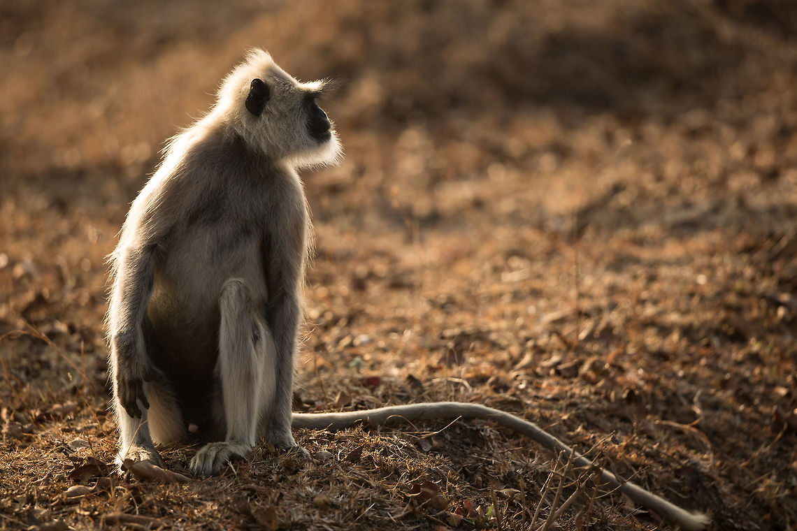 Backlit langur These guys are perfect for backlighting, producing a lovely luminescent silhouette. :)  2015,Bandipur Tiger Reserve,Geotagged,India,John Rowell,Karnataka,Semnopithecus dussumieri,Southern plains gray langur,Tiger Reserve,Winter,adhocphotographer,asia,copyright