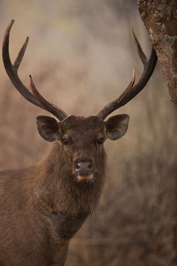 Sambar stag portrait These guys are a lot more skittish than the Chital in the forest, and for good reason, they are the preferred food for tigers! So, to have one brave enough to allow me to get close enough to get a close portrait is a rarity and a privilege! :) 2015,Bandipur Tiger Reserve,Geotagged,India,John Rowell,Karnataka,Rusa unicolor,Sambar,Tiger Reserve,Winter,adhocphotographer,asia,copyright