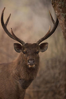 Sambar stag portrait These guys are a lot more skittish than the Chital in the forest, and for good reason, they are the preferred food for tigers! So, to have one brave enough to allow me to get close enough to get a close portrait is a rarity and a privilege! :) 2015,Bandipur Tiger Reserve,Geotagged,India,John Rowell,Karnataka,Rusa unicolor,Sambar,Tiger Reserve,Winter,adhocphotographer,asia,copyright