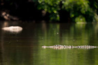 The lurking danger The ranganthittu bird sanctuary is a cluster of islands and one large island in a crocodile infested part of the Kaveri river. It is because of the crocodiles that the birds thrive, as they are the guardians of the island which is so precious for the birds to nest on. The treat of the crocodiles is far less than the threat of the other predators that the crocodiles scare off (eat). Symbioses. 2015,5D mkIII,Crocodylus palustris,Geotagged,India,John Rowell,Karnataka,Mugger crocodile,Ranganthittu Bird Sanctuary,Sanctuary,Spring,Wildlife,adhocphotographer,asia,copyright,wildlife