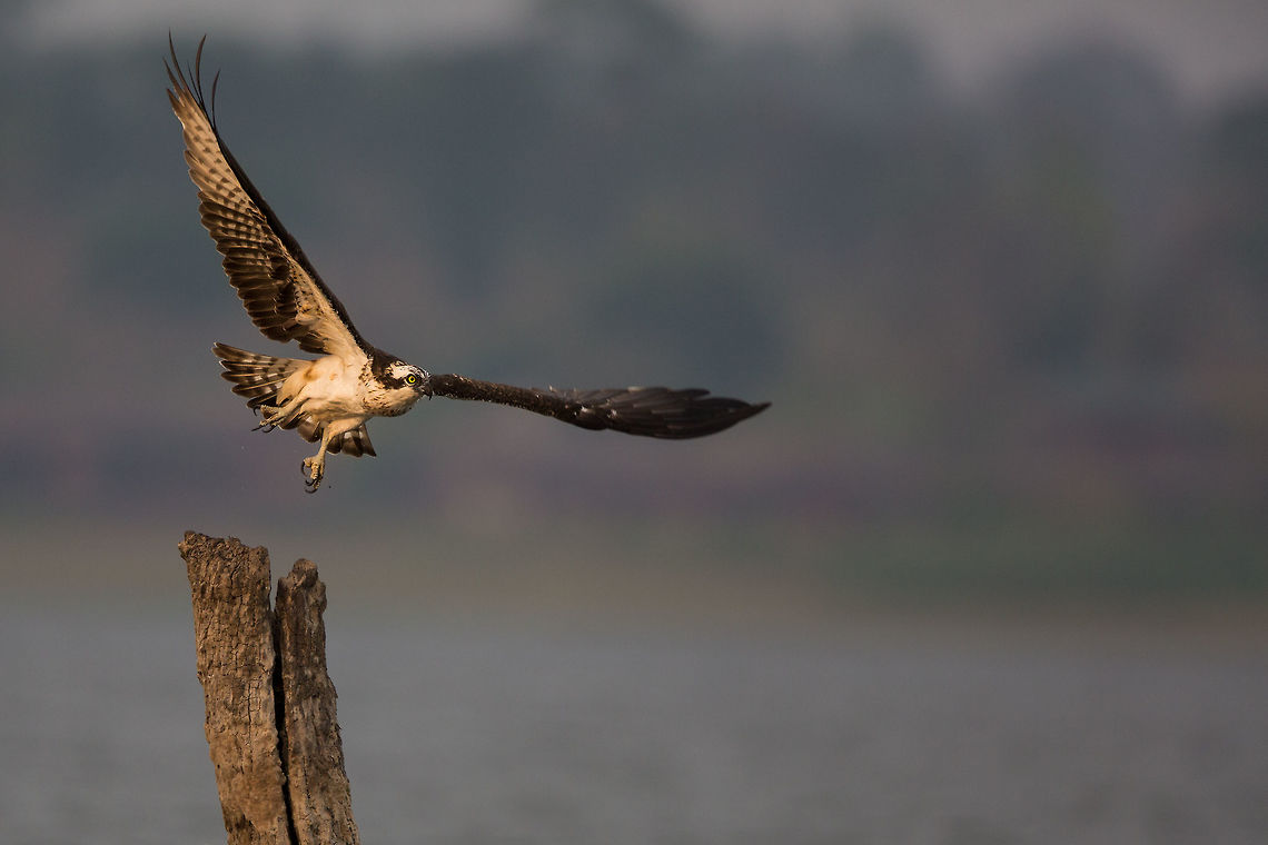 Worth the wait I have always liked Ospreys, even since i was small, but it was not until i moved to india i had a chance to see them. That being said, i was never lucky enough to get close and shoot them... until this weekend, and what a fantastic experience it was for me! This shot beats the tiger I saw! :P Geotagged,India,Osprey,Pandion haliaetus,Spring,john rowell