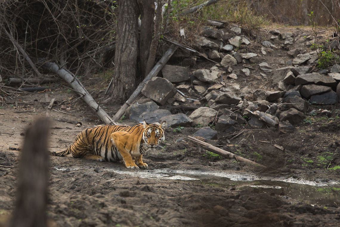 Parched As summer has truly set in here, the animals are having to move a lot to find water. This once large pond (or small lake) is now nothing more than a muddy puddle, but for this tigress a it will be life saving. Geotagged,India,John Rowell,Kabini,Panthera tigris,Spring,Tiger,adhocphotographer,india