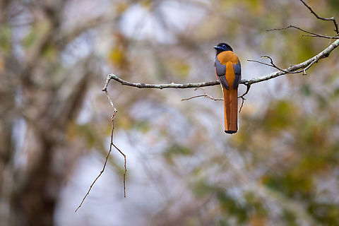 Malabar Trogon This is an exceptionally rare bird, and i saw two different ones in two different parts of the forrest on two different days. I can not calculate how lucky that was. I have many friends who live there and have never seen one in their entire life! crazy! :) Geotagged,Harpactes fasciatus,India,Spring,adhocphotographer,india,john rowell,kabini,malabar trogon