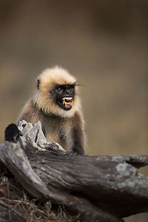 Not so cute now I am a big fan of monkeys and love watching them...  in fact i tend to watch them for hours when i have the chance...  they are so fascinating, interesting and cute... well, until they bare their teeth that is!  Geotagged,India,Semnopithecus dussumieri,Southern plains gray langur,Spring,adhocphotographer,john rowell