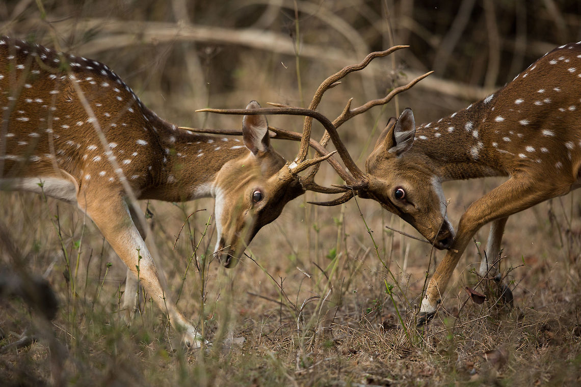 And so it starts... The male chital are loosing their velvet coating on their antlers, and the fighting has started. It is mating season soon here and with it comes the fighting. Males fighting over females... it seems a common theme throughout life, from Chital to Shakespeare! These guys barged out of the scrub meters away from us (hence the close frame) with no warning and left just a promptly. <br />
<br />
I do not know what the result of the bout was, but i am leaning towards the one with curve antlers... i hear they are in fashion this season! :) Axis axis,Axis deer,Geotagged,India,Spring,adhocphotographer,john rowell