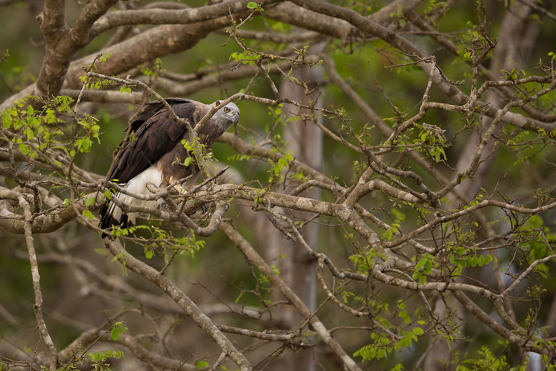 "hmmmm, what's for dinner"? Again, this character has been avoiding my lens for a long time, but after much perseverance I managed to get a good click of it sitting in a tree scanning for it&#039;s dinner! :) Geotagged,Ichthyophaga ichthyaetus,India,John Rowell,Winter,adhocphotographer,grey headed fish eagle