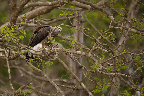 "hmmmm, what's for dinner"? Again, this character has been avoiding my lens for a long time, but after much perseverance I managed to get a good click of it sitting in a tree scanning for it's dinner! :) Geotagged,Ichthyophaga ichthyaetus,India,John Rowell,Winter,adhocphotographer,grey headed fish eagle