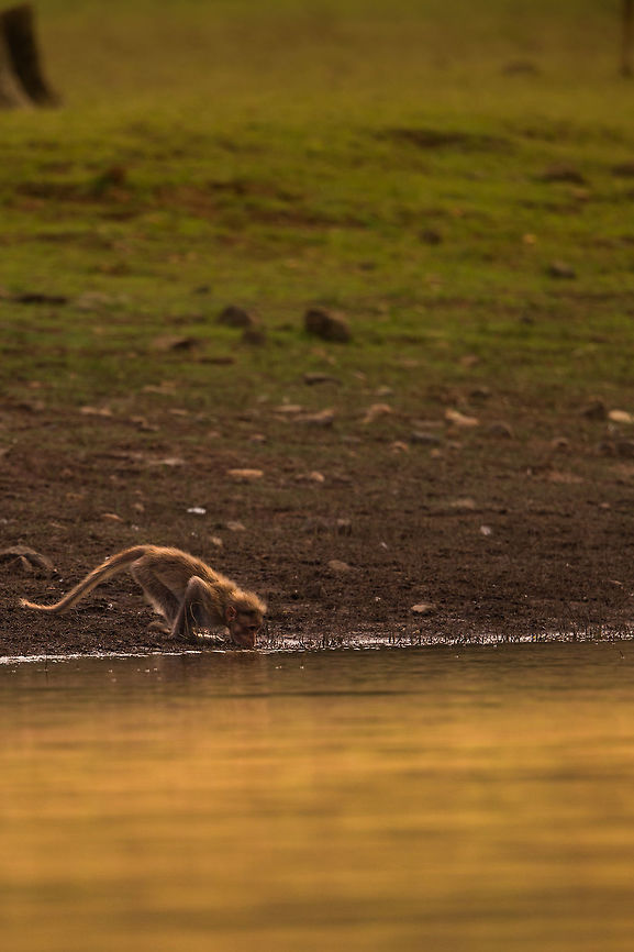The night cap With the sunset reflected in the reservoir, this monkey takes a last slurp of water before retreating to the safty of the trees to roost for the night! Bonnet macaque,Geotagged,India,Macaca radiata,Spring