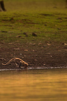 The night cap With the sunset reflected in the reservoir, this monkey takes a last slurp of water before retreating to the safty of the trees to roost for the night! Bonnet macaque,Geotagged,India,Macaca radiata,Spring