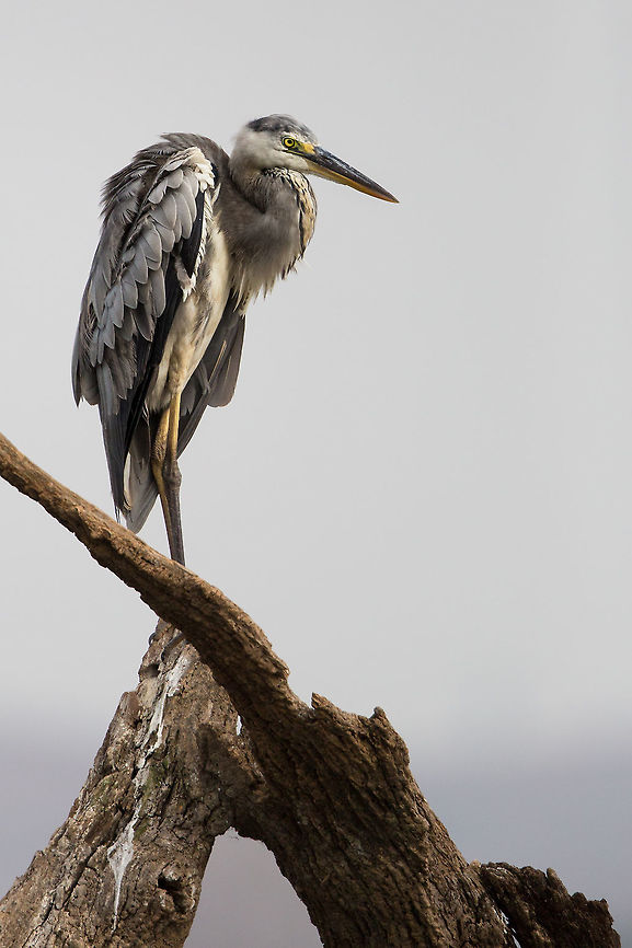Waiting for the hunt A grey heron stands on top of the dead forest of Kabini. When the damn was built, it submerged thousands of trees behind it. These dead trees become exposed when the water level drops in the dry months, providing lots of fishing birds with lovely perches. Ardea cinerea,Geotagged,Grey Heron,India,Spring