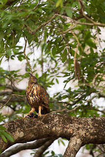 A 'Myna' meal! Changeable hawk eagle with a myna bird snack! Changeable Hawk-Eagle,Geotagged,India,Nisaetus cirrhatus,Spring
