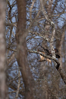 The not so photogenic Oriental Honey Buzzard Well this is a bit of a record shot, but the best i have ever managed to get of one of these. They tend to stay clear of humans, and fly away between the trees where they perch upon our arrival. So as it darted between the trees, i managed this one in focus (ish) pic where you can actually see the bird.  Crested honey buzzard,Geotagged,India,John Rowell,Pernis ptilorhyncus,Spring,adhocphotographer
