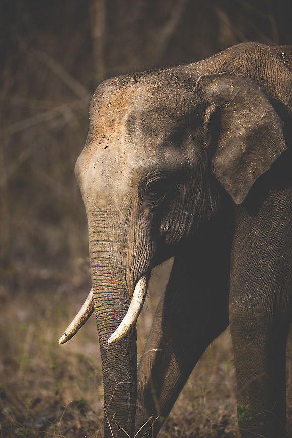 Young tusker - Art processing I have been playing with my lightroom presets and made a new &#039;art&#039; one which i am applying to some selected images. I am planning to get a set printed on canvas for my house. What do you guys think?<br />
<br />
About the photo : This was one of two young male tuskers still with it&#039;s mother. These males are starting to get mature enough to leave their mother and start off on their own.  Asian elephant,Elephas maximus,Elephas maximus indicus,Geotagged,India,Indian Elephant,John Rowell,Spring,adhocphotographer