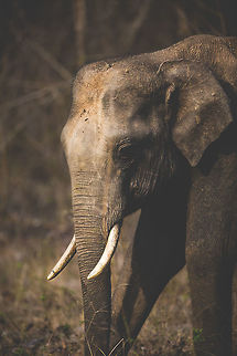 Young tusker - Art processing I have been playing with my lightroom presets and made a new 'art' one which i am applying to some selected images. I am planning to get a set printed on canvas for my house. What do you guys think?

About the photo : This was one of two young male tuskers still with it's mother. These males are starting to get mature enough to leave their mother and start off on their own.  Asian elephant,Elephas maximus,Elephas maximus indicus,Geotagged,India,Indian Elephant,John Rowell,Spring,adhocphotographer