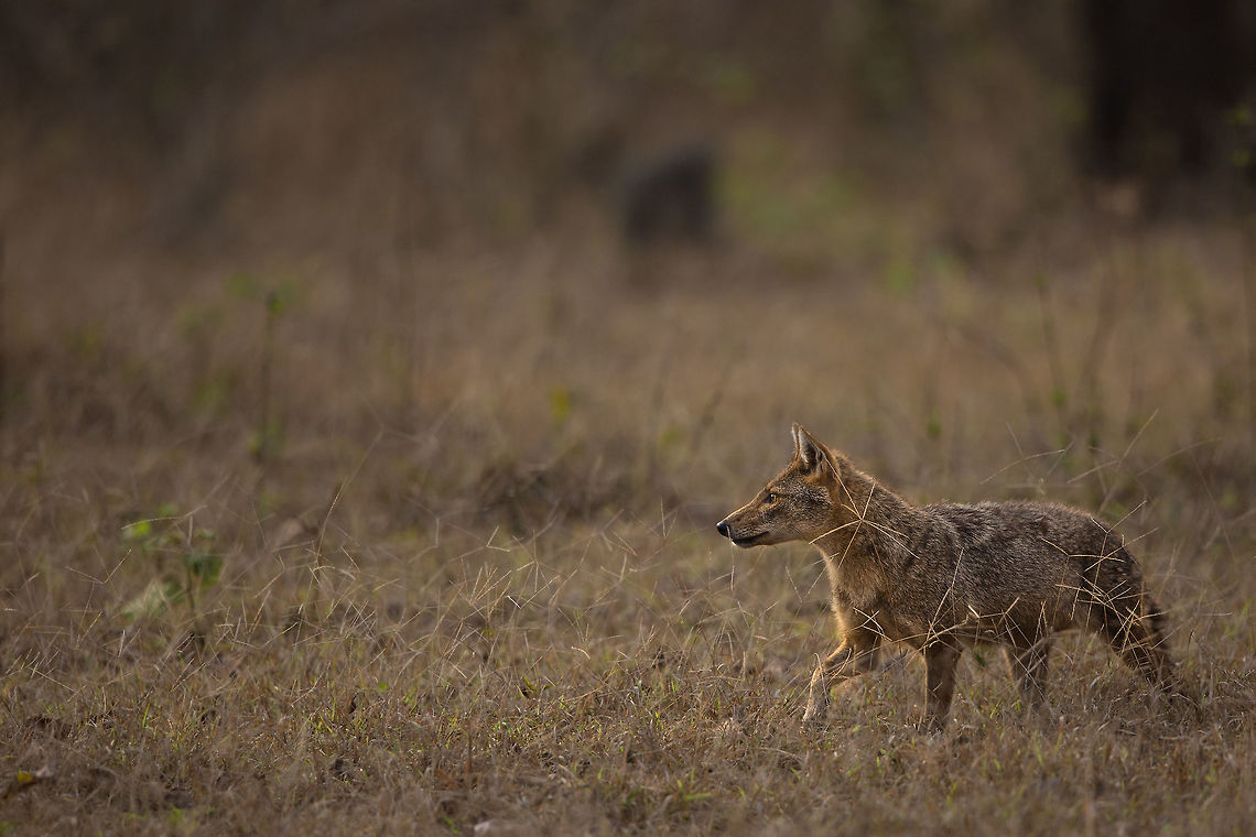 On the prowl... Cats get most of the attention in India, but i do hold a soft spot for the canines too. I had never seen any Jackals in this park until recently and now i have found two pairs! Stunning to get close enough to have clear shots of them! :) Canis aureus indicus,Geotagged,India,Indian jackal,Spring