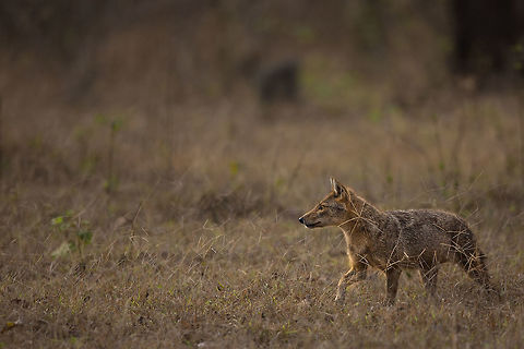 On the prowl... Cats get most of the attention in India, but i do hold a soft spot for the canines too. I had never seen any Jackals in this park until recently and now i have found two pairs! Stunning to get close enough to have clear shots of them! :) Canis aureus indicus,Geotagged,India,Indian jackal,Spring