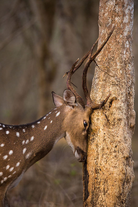 Getting ready... It time to rid the antlers of their velvet (highly vascular skin that promotes rapid antler growth) in preparation of rutting. They do this by rubbing their antlers against trees as shown above. 2015,5D mkIII,Axis axis,Axis deer,Geotagged,India,John Rowell,Karnataka,Nagarhole National Park,Nagarhole Tiger Reserve,National Park,Spring,Tiger Reserve,adhocphotographer,asia,copyright