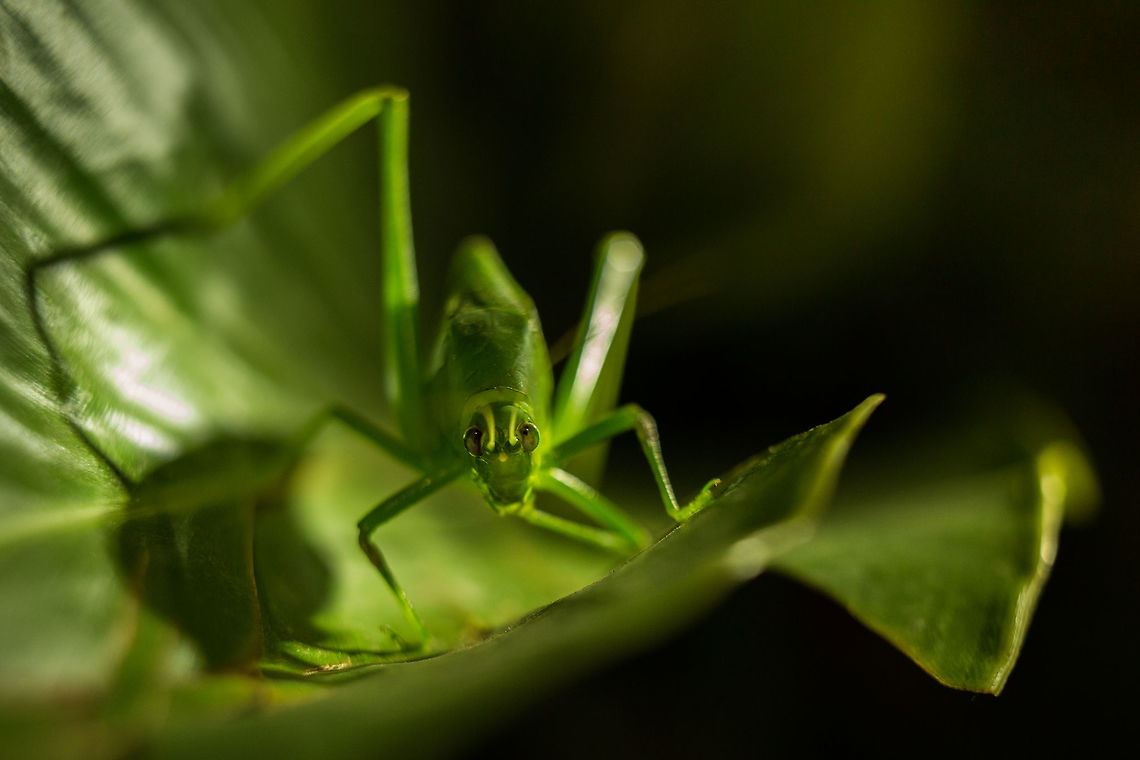 Looks like a Giant Katydid, but apparently not!?!?! This &#039;not so little&#039; girl scared my wife and I while walking home. We brushed against a plant over-hanging the path in our apartment complex and this is what leaped out... :O After making sure my wife was ok, i used my phone as a light and managed this shot using my old Zeiss 35mm f/2.4 (which is a surprisingly good macro). I love the fact that wildlife is everywhere here in India. Ducetia dichotoma,Geotagged,Giant Katydid,India,John rowell,Spring,Stilpnochlora couloniana,adhocphotographer