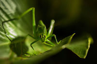 Looks like a Giant Katydid, but apparently not!?!?! This 'not so little' girl scared my wife and I while walking home. We brushed against a plant over-hanging the path in our apartment complex and this is what leaped out... :O After making sure my wife was ok, i used my phone as a light and managed this shot using my old Zeiss 35mm f/2.4 (which is a surprisingly good macro). I love the fact that wildlife is everywhere here in India. Ducetia dichotoma,Geotagged,Giant Katydid,India,John rowell,Spring,Stilpnochlora couloniana,adhocphotographer