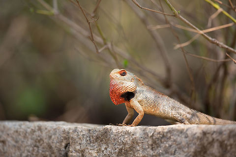Male Oriental Garden Lizard in mating colouration At the end of a morning, this guys paraded around the garden of the lodge we were staying at...  always keep your camera with you, you never know when you will see something interesting. :) Calotes versicolor,Geotagged,India,Oriental Garden Lizard or Changeable Lizard,Spring