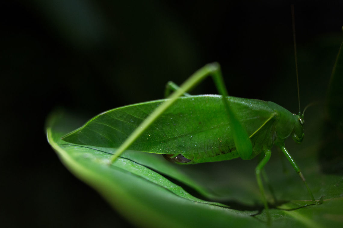 Tettigoniidae in India... RECORD SHOT this is a complementary pic of this insect : <br />
<figure class="photo"><a href="https://www.jungledragon.com/image/27929/looks_like_a_giant_katydid_but_apparently_not.html" title="Looks like a Giant Katydid, but apparently not!?!?!"><img src="https://s3.amazonaws.com/media.jungledragon.com/images/2233/27929_thumb.jpg?AWSAccessKeyId=05GMT0V3GWVNE7GGM1R2&Expires=1759968010&Signature=u%2FkzOdwb6K7nrTVkPfBiTNGH9DI%3D" width="200" height="134" alt="Looks like a Giant Katydid, but apparently not!?!?! This &#039;not so little&#039; girl scared my wife and I while walking home. We brushed against a plant over-hanging the path in our apartment complex and this is what leaped out... :O After making sure my wife was ok, i used my phone as a light and managed this shot using my old Zeiss 35mm f/2.4 (which is a surprisingly good macro). I love the fact that wildlife is everywhere here in India. Ducetia dichotoma,Geotagged,Giant Katydid,India,John rowell,Spring,Stilpnochlora couloniana,adhocphotographer" /></a></figure><br />
No ID yet, still working on it! :P<br />
 Ducetia dichotoma,Geotagged,India,Spring