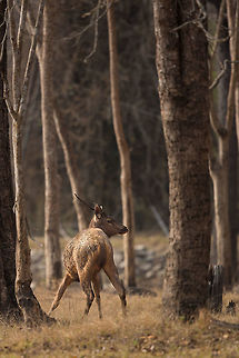 Alert... We sat near a pool called 'Tiger tank' (for good reasons, see image below), waiting for, well, a tiger. There was a herd of Sambar grazing and edging towards the pool cautiously...  In the distance a Chital warning call echoed through the forest and the already weary Sambars tensed. I took the above shot as the warning call was heard and a moment after the sambar scattered into the bushes. I was lucky to catch the deer as it heard the alarm call and see it's immediate tensed and surprised stance. Fantastic!

ps - this is the pool the deer where next too...  makes sense why they were so nervous!
http://www.jungledragon.com/image/27827/parched.html  2015,5D mkIII,Geotagged,India,Jenifer Clark,John Rowell,Karnataka,Nagarhole National Park,Nagarhole Tiger Reserve,National Park,Rusa unicolor,Sambar,Spring,Tiger Reserve,adhocphotographer,asia,copyright