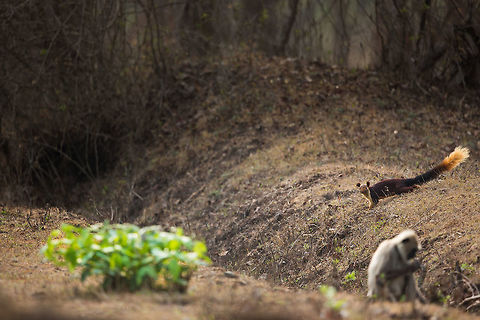 The brave squirrel! These amazing squirrels are common sight in the Nilgiris but rarely on the floor. This brave squirrel roamed around the ground for several minutes forging amongst some Langurs. Despite the obvious bravado of this little guy, it stopped periodically, scanning all around itself nervously before progressing. 2015,5D mkIII,India,Indian Giant Squirrel,Jenifer Clark,John Rowell,Karnataka,Nagarhole National Park,Nagarhole Tiger Reserve,National Park,Ratufa indica,Tiger Reserve,adhocphotographer,asia,copyright