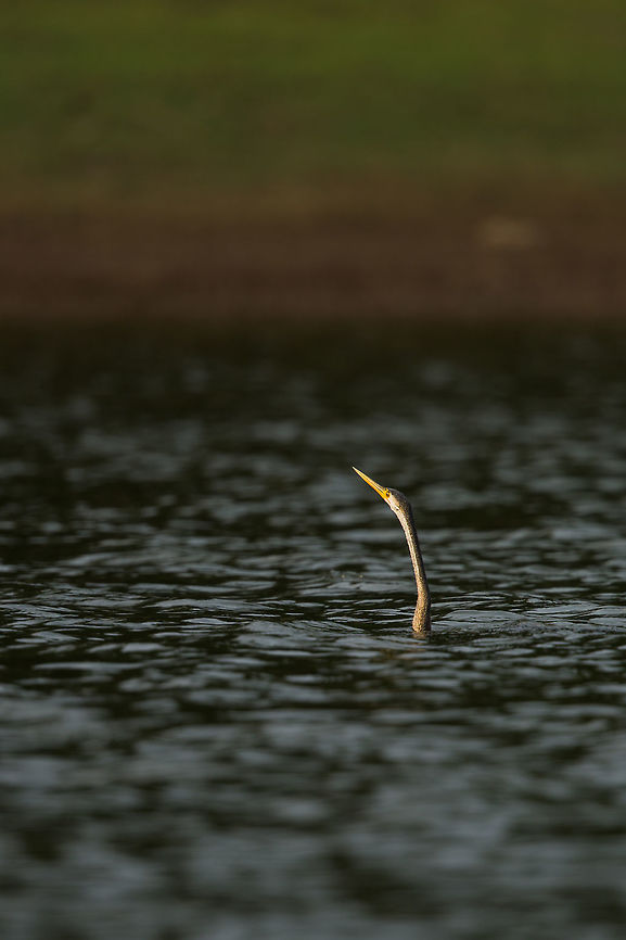 The neck snakes out of the water... The body being buoyant below the water level and the slender neck combination earns this bird the name &quot;the snake bird&quot;...  it is easy to see why! :) 2015,5D mkIII,Anhinga melanogaster,Geotagged,India,Jenifer Clark,John Rowell,Karnataka,Nagarhole National Park,Nagarhole Tiger Reserve,National Park,Oriental darter,Spring,Tiger Reserve,adhocphotographer,asia,copyright