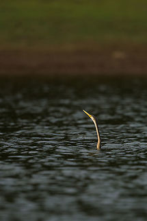 The neck snakes out of the water... The body being buoyant below the water level and the slender neck combination earns this bird the name "the snake bird"...  it is easy to see why! :) 2015,5D mkIII,Anhinga melanogaster,Geotagged,India,Jenifer Clark,John Rowell,Karnataka,Nagarhole National Park,Nagarhole Tiger Reserve,National Park,Oriental darter,Spring,Tiger Reserve,adhocphotographer,asia,copyright