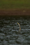 The neck snakes out of the water... The body being buoyant below the water level and the slender neck combination earns this bird the name "the snake bird"...  it is easy to see why! :) 2015,5D mkIII,Anhinga melanogaster,Geotagged,India,Jenifer Clark,John Rowell,Karnataka,Nagarhole National Park,Nagarhole Tiger Reserve,National Park,Oriental darter,Spring,Tiger Reserve,adhocphotographer,asia,copyright