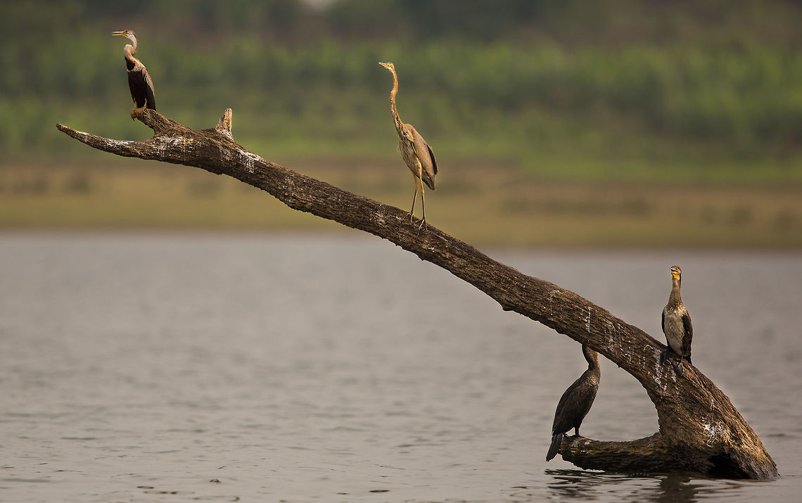 The fish have no chance... This brutal combination of fishing birds makes me feel sorry for the fish in the reservoir. <br />
[left] Snake neck darter : <figure class="photo"><a href="https://www.jungledragon.com/image/28185/the_neck_snakes_out_of_the_water.html" title="The neck snakes out of the water..."><img src="https://s3.amazonaws.com/media.jungledragon.com/images/2233/28185_thumb.jpg?AWSAccessKeyId=05GMT0V3GWVNE7GGM1R2&Expires=1770854410&Signature=YtZUzW57UnVugtaKktf%2B%2BqEddr0%3D" width="102" height="152" alt="The neck snakes out of the water... The body being buoyant below the water level and the slender neck combination earns this bird the name "the snake bird"...  it is easy to see why! :) 2015,5D mkIII,Anhinga melanogaster,Geotagged,India,Jenifer Clark,John Rowell,Karnataka,Nagarhole National Park,Nagarhole Tiger Reserve,National Park,Oriental darter,Spring,Tiger Reserve,adhocphotographer,asia,copyright" /></a></figure><br />
[Middle] Purple heron : <figure class="photo"><a href="https://www.jungledragon.com/image/26498/standing_tall.html" title="Standing tall"><img src="https://s3.amazonaws.com/media.jungledragon.com/images/2233/26498_thumb.jpg?AWSAccessKeyId=05GMT0V3GWVNE7GGM1R2&Expires=1770854410&Signature=M%2BF1YIGGkwWgA%2FSMuSlLDXTwWDc%3D" width="102" height="152" alt="Standing tall A purple heron stands upon the banks of the mangrove on the look out for prey! Ardea purpurea,Geotagged,India,John Rowell,Odisha,Orissa,Purple Heron,Wildlife,Winter,adhocphotographer,bhitarkanika" /></a></figure><br />
[Right] Great cormorants (juvenile): <figure class="photo"><a href="https://www.jungledragon.com/image/26149/the_king_of_fishers.html" title="The king of fishers"><img src="https://s3.amazonaws.com/media.jungledragon.com/images/2233/26149_thumb.jpg?AWSAccessKeyId=05GMT0V3GWVNE7GGM1R2&Expires=1770854410&Signature=qzOzmncWWMqxnvfv0mk4p9piAOk%3D" width="102" height="152" alt="The king of fishers There are some many of these guys, but i still love it when i can get close for a portrait! Fall,Geotagged,Great Cormorant,India,Phalacrocorax carbo" /></a></figure> 2015,5D mkIII,Anhinga melanogaster,Ardea purpurea,Geotagged,Great Cormorant,India,Jenifer Clark,John Rowell,Karnataka,Nagarhole National Park,Nagarhole Tiger Reserve,National Park,Oriental darter,Phalacrocorax carbo,Purple Heron,Spring,Tiger Reserve,adhocphotographer,asia