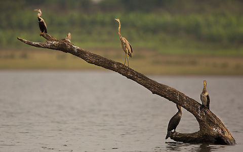 The fish have no chance... This brutal combination of fishing birds makes me feel sorry for the fish in the reservoir. 
[left] Snake neck darter : http://www.jungledragon.com/image/28185/the_neck_snakes_out_of_the_water.html
[Middle] Purple heron : http://www.jungledragon.com/image/26498/standing_tall.html
[Right] Great cormorants (juvenile): http://www.jungledragon.com/image/26149/the_king_of_fishers.html 2015,5D mkIII,Anhinga melanogaster,Ardea purpurea,Geotagged,Great Cormorant,India,Jenifer Clark,John Rowell,Karnataka,Nagarhole National Park,Nagarhole Tiger Reserve,National Park,Oriental darter,Phalacrocorax carbo,Purple Heron,Spring,Tiger Reserve,adhocphotographer,asia
