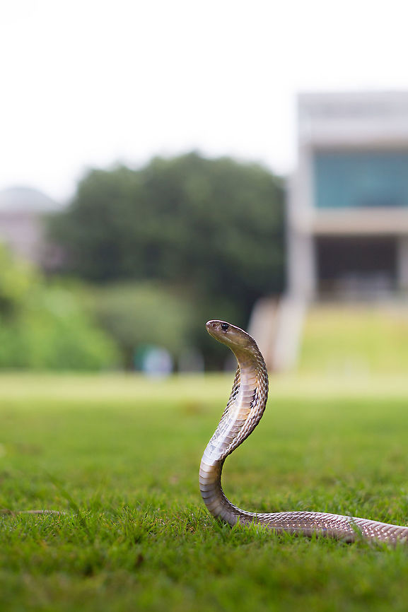 Cobra at work Snakes frequently visit our campus at work (my building is in the backdrop), but i have never managed to see them before they are caught and carted off to a safe release location... today was my lucky day, but with only a 50mm lens, getting this close was a little scary! Must keep longer lenses with me again! :) Geotagged,India,Indian cobra,Naja naja,Spring
