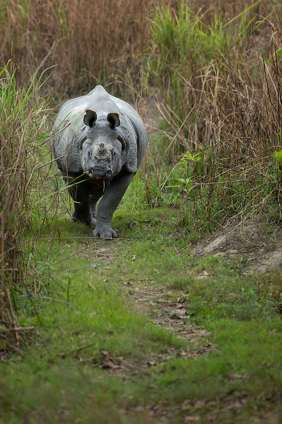The one that smiled! Unlike other tiger reserves I have been to, you are allowed to disembark from the your safari vehicle at set points to look out over the landscape in the observation towers. It was at one of these stops in the Central range that I had a close encounter with a rhino.  My companions went up the observation tower, but I stayed by the jeep, looking out over the tall grass to the receding water line of the pools and distant images of rhinos and deer. Suddenly a 2000 plus kilogramme rhino appeared out of the elephant grass about 10 metres in front of me. I grabbed my camera and crouched in front of the jeep as it sauntered towards me. It kept coming, closer and closer until it was about 5 metres from me. I was taking photographs the whole time, but I must admit those shots towards the end where getting blurry as my hands shook. As it got too close for comfort I made a tactical retreat into the jeep, observing it though the passenger window. It looked at me, and I looked back. It appeared to smile at me then turned away back into the grass. Adrenaline pumping and, grinning from ear-to-ear, I counted my lucky stars that it did not charge. 2014,5D mkIII,Assam,India,Indian rhinoceros,Kaziranga Tiger Reserve,Rhinoceros unicornis,Tiger Reserve,Wildlife,asia,unidentified,wildlife