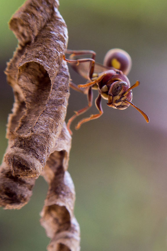 An unwanted balcony squatter I've not been able to get out recently, so have been going through my catalogue and found this old macro attempt. <br />
<br />
I noticed some bees trying to install their new home on my balcony...  So i had fun shooting them with a reversed 50mm lens, before convincing them it was not a good place to live!<br />
 2014,5D mkIII,City,Common paper wasp,Geotagged,India,Karnataka,Polistes humilis,Spring,asia,bangalore,macro