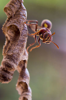 An unwanted balcony squatter I've not been able to get out recently, so have been going through my catalogue and found this old macro attempt. 

I noticed some bees trying to install their new home on my balcony...  So i had fun shooting them with a reversed 50mm lens, before convincing them it was not a good place to live!
 2014,5D mkIII,City,Common paper wasp,Geotagged,India,Karnataka,Polistes humilis,Spring,asia,bangalore,macro