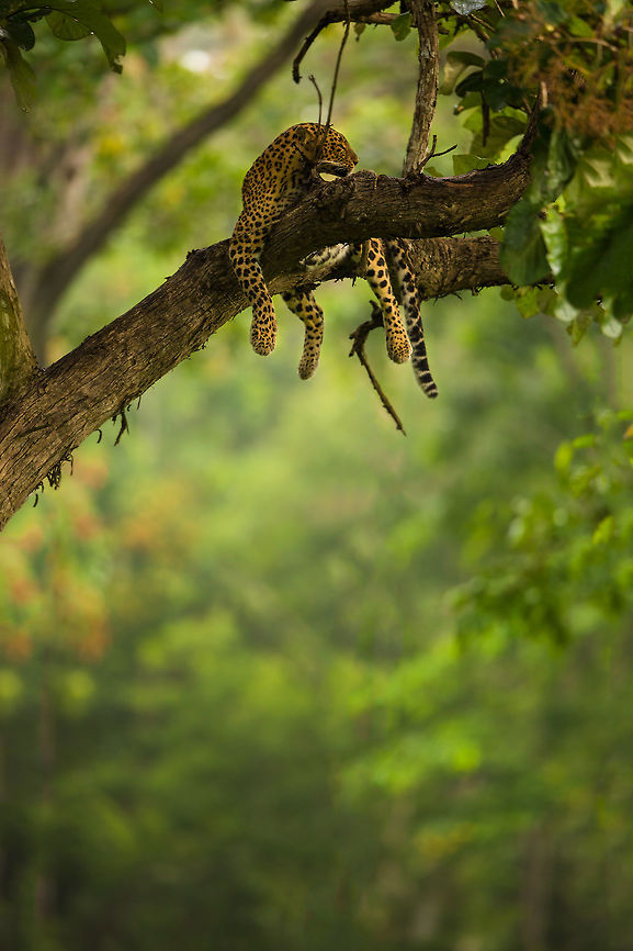 Relaxing Kabini is synonymous for leopards up a tree, but this last trip into the jungle was prolific! I had two very long sightings, so long, we actually left and returned 2 hours later to find the leopard had not moved! :) Geotagged,India,Indian leopard,Panthera pardus fusca,Summer