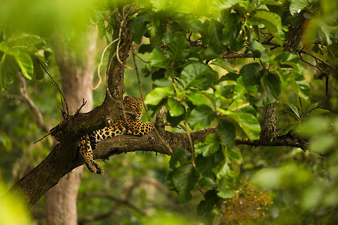 looking out Another angle of the same leopard! I like this image a lot, the foliage in the foreground frames the half obscured leopard...  I made the driver move back and forth a lot to get this framing!  Geotagged,India,Indian leopard,Panthera pardus fusca,Summer