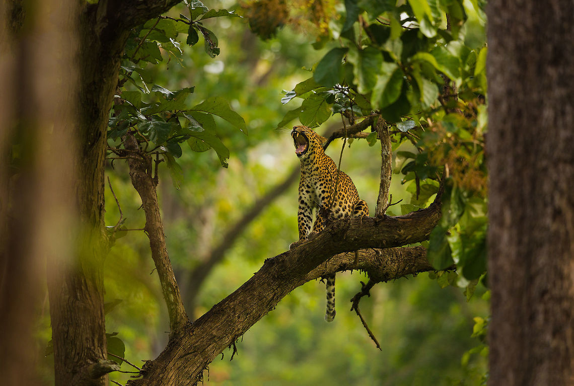 The yawn This was a case of patience pays off...  I waited around for 30 mins for the leopard to move, and when it finally did, it was worth the wait! :)  Geotagged,India,Indian leopard,Panthera pardus fusca,Summer