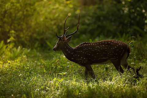The continual adventure Chital/Spotted/Axial deer are extremely common to see in the forests of India, so there is plenty of chance to keep trying to create the best image of them you can! This is yet another attempt to encapsulate the beauty of these essential habitat dwellers! #ITF 2015,5D mkIII,Axis axis,Axis deer,Geotagged,India,John Rowell,John Rowell Photography,Karnataka,Nagarhole Tiger Reserve,Summer,Tiger Reserve,Wildlife,asia,copyright,wildlife