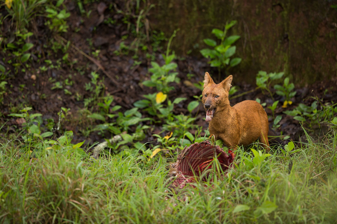 Dhole with a spotted deer kill After many many trips, i finally get to see an active kill! This spotted deer kill is providing a rolling buffet for a pack of 8 Dhole, each taking it turns to eat and then stand guard! Fantastic! :D #ITF 2015,5D mkIII,Cuon alpinus,Dhole,Geotagged,India,John Rowell,John Rowell Photography,Karnataka,Nagarhole Tiger Reserve,Summer,Tiger Reserve,Wildlife,asia,copyright,wildlife