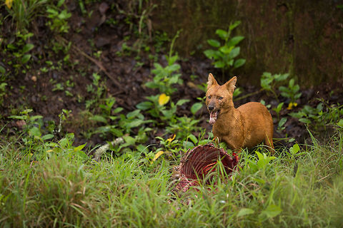 Dhole with a spotted deer kill After many many trips, i finally get to see an active kill! This spotted deer kill is providing a rolling buffet for a pack of 8 Dhole, each taking it turns to eat and then stand guard! Fantastic! :D #ITF 2015,5D mkIII,Cuon alpinus,Dhole,Geotagged,India,John Rowell,John Rowell Photography,Karnataka,Nagarhole Tiger Reserve,Summer,Tiger Reserve,Wildlife,asia,copyright,wildlife