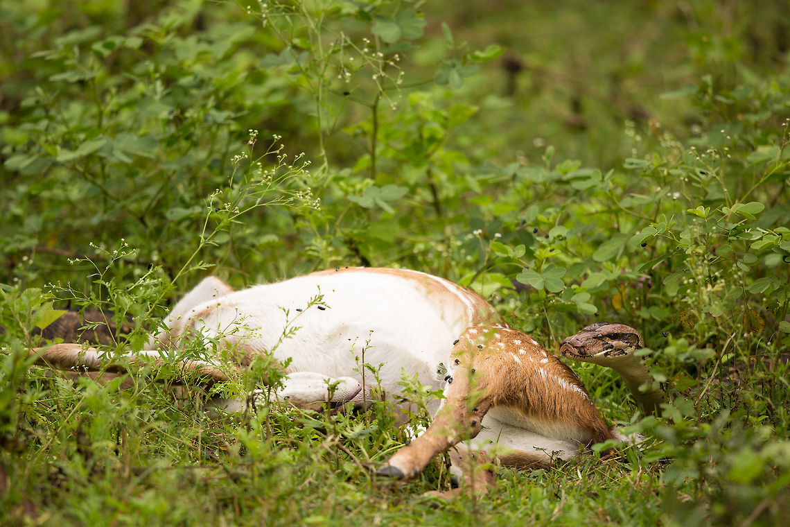 Python with a kill We missed both the kill and the eating, but we did manage to see it mulling around the spotted deer pondering which end to start eating it from! :) 2015,5D mkIII,Geotagged,India,John Rowell,John Rowell Photography,Karnataka,Nagarhole National Park,Nagarhole Tiger Reserve,National Park,Python molurus,Summer,Tiger Reserve,Wildlife,asia,copyright,wildlife