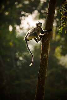 up, up, and away! Langur try to evade the tourist by running up a tree...  but i was faster! Fall,Geotagged,India,Semnopithecus dussumieri,Southern plains gray langur
