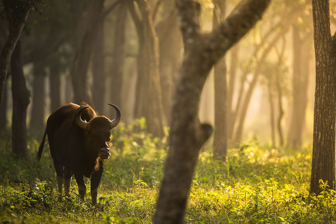follow the light getting the best lighting is a challenge, but sometimes the less than perfect light could actually be better! <br />
:) Bos gaurus,Fall,Gaur,Geotagged,India