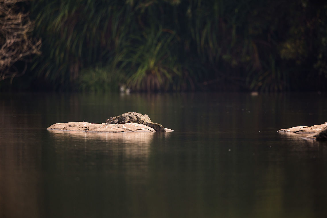Morning bask Getting warm in the morning is essential for the cold blooded! Crocodylus palustris,Fall,Geotagged,India,Mugger crocodile